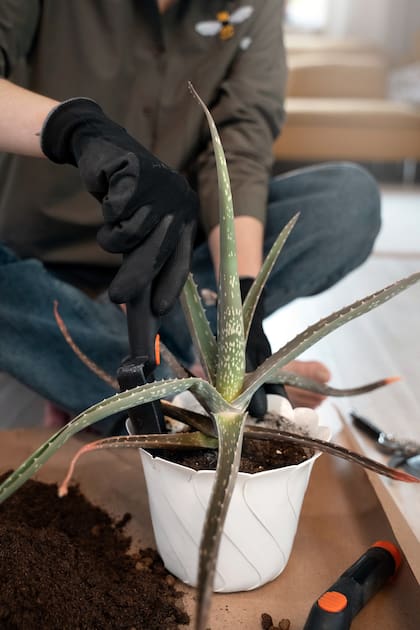 La borra de café se deja enfriar y se seca un poco para que no esté demasiado húmeda, luego se espolvorea una capa delgada sobre la superficie del sustrato de las plantas de interior