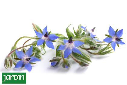 La borraja es una planta de aspecto rústico que se utiliza en infusiones por sus supuestas propiedades medicinales