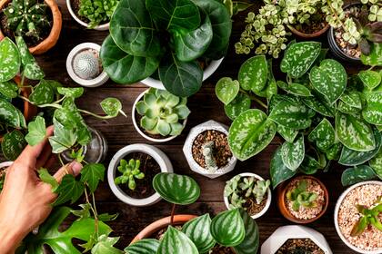 La botánica está llena de secretos que se pueden aplicar para mejorar las plantas (Foto: Freepik)