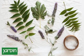 Las plantas que inducen al sueño y mejoran la calidad de vida nocturna