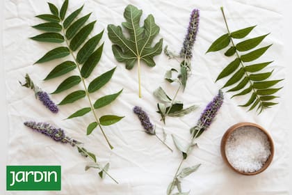 La botánica que contribuye al buen descanso es amplia y generosa, sólo es cuestión de conocerla e integrarla a la cotidianidad