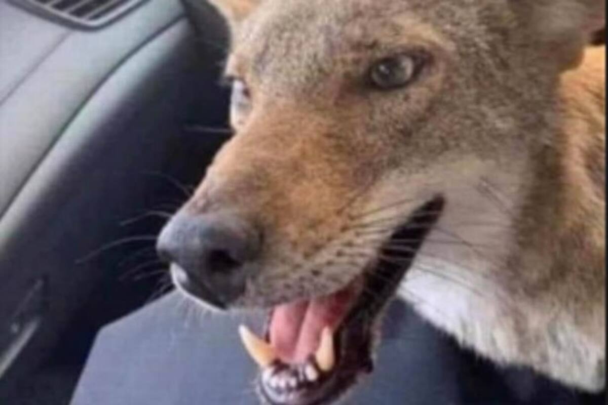 La broma de una mujer se convirtió en viral y miles de usuarios creyeron que ahbía llevado una criatura salvaje a su casa