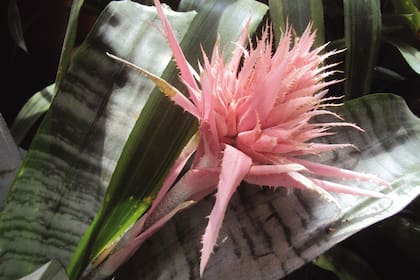 La bromelia es ideal para departamentos