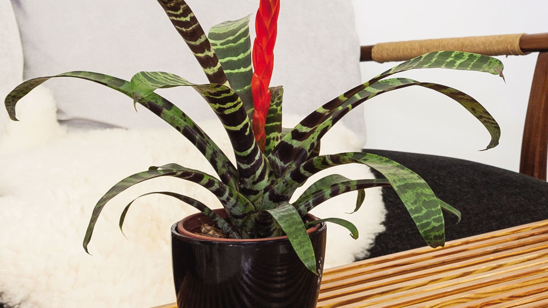 La bromelia Vriesea splendens es nativa de Brasil. En su parte central nace una inflorescencia espectacular, en forma de espiga aplanada, de colores carmesí y dorado