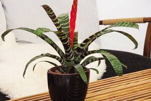 La bromelia Vriesea splendens es nativa de Brasil. En su parte central nace una inflorescencia espectacular, en forma de espiga aplanada, de colores carmesí y dorado
