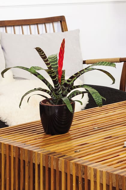 La bromelia Vriesea splendens es nativa de Brasil. En su parte central nace una inflorescencia espectacular, en forma de espiga aplanada, de colores carmesí y dorado. En interiores, necesita luz intensa pero filtrada.