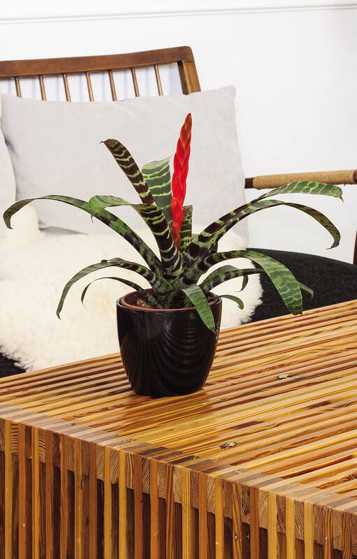 La bromelia Vriesea splendens es nativa de Brasil. En su parte central nace una inflorescencia espectacular, en forma de espiga aplanada, de colores carmesí y dorado