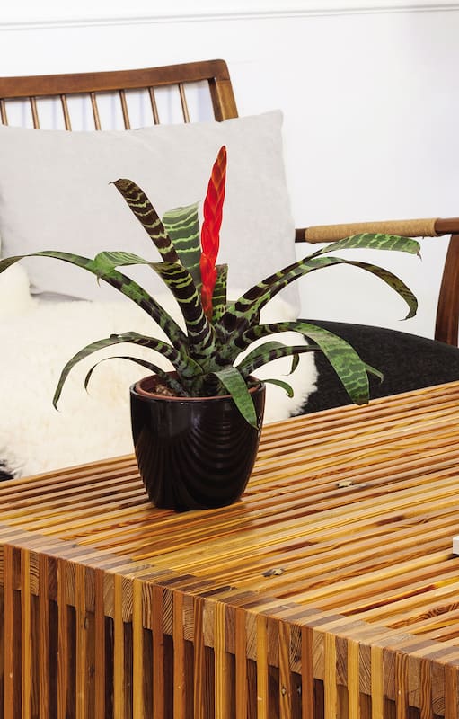 La bromelia Vriesea splendens es nativa de Brasil. En su parte central nace una inflorescencia espectacular, en forma de espiga aplanada, de colores carmesí y dorado. En interiores, necesita luz intensa pero filtrada.