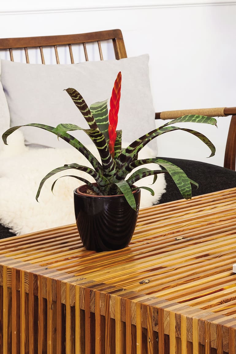 La bromelia Vriesea splendens es nativa de Brasil. En su parte central nace una inflorescencia espectacular, en forma de espiga aplanada, de colores carmesí y dorado. En interiores, necesita luz intensa pero filtrada.