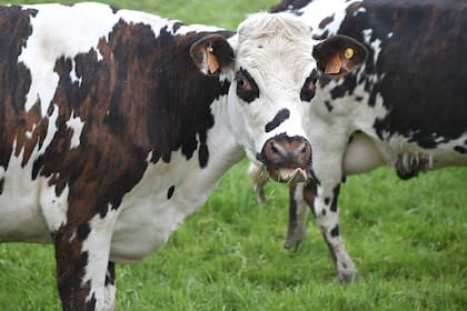 La brucelosis se contagia mediante el consumo de productos lacteos sin pasteurizar