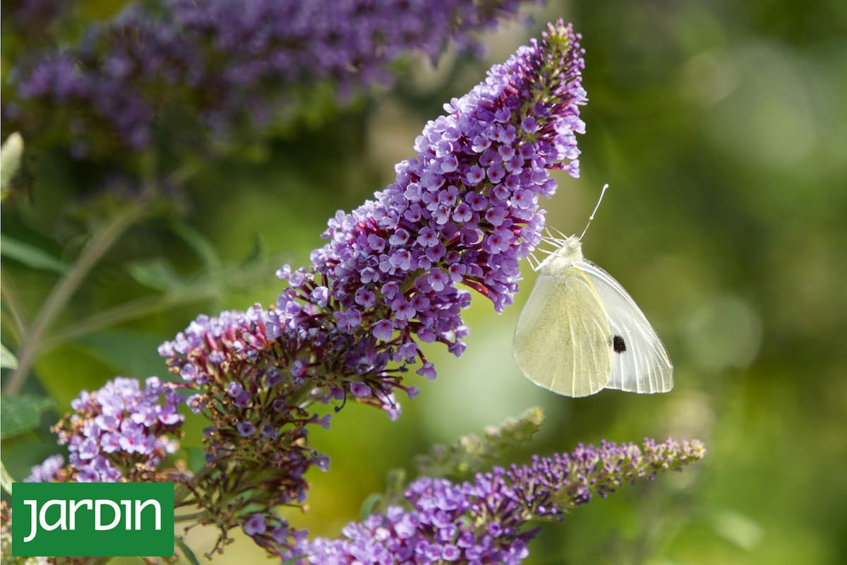La buddleja aportan diversidad y tienen un excelente comportamiento en jardines ecológicos