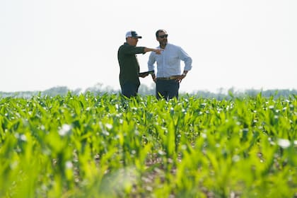 “La buena noticia para los productores es que no hay presencia de Dalbulus maidis, conocida como chicharrita del maíz”, dijo la empresa