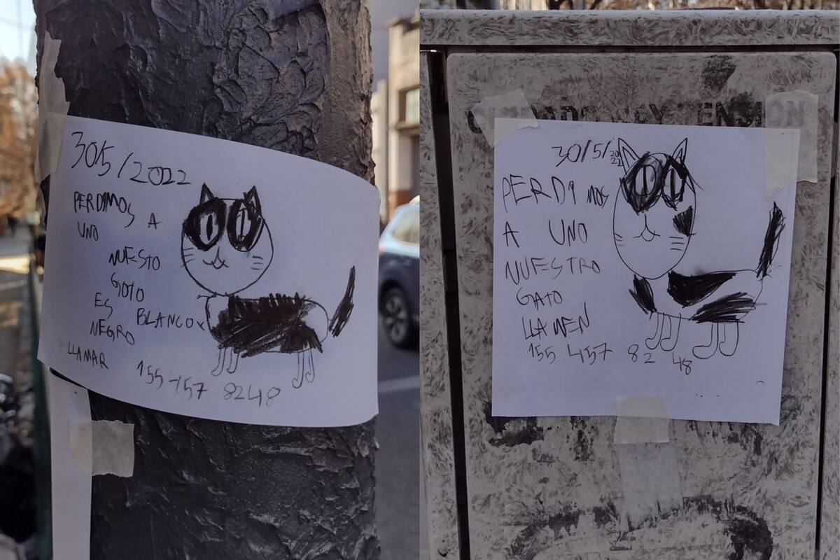 La búsqueda de un gato en el barrio de Almagro se volvió viral en las redes sociales