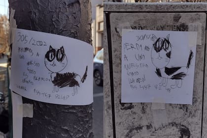 La búsqueda de un gato en el barrio de Almagro se volvió viral en las redes sociales