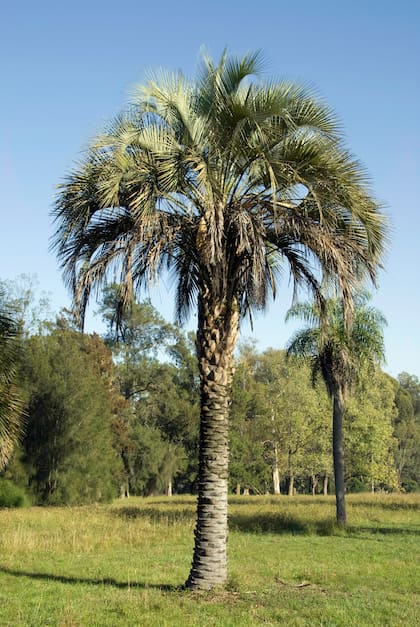 La Butia yatay crece perfecto a la orilla del mar, sus frutos son de color anaranjado.