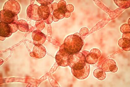 La C. auris es el hongo más detectado en las unidades de terapia intensiva en el mundo.