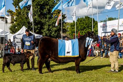 La Cabaña "Don José" de José Mammoliti SA. se llevó el premio de Gran Campeona Hembra