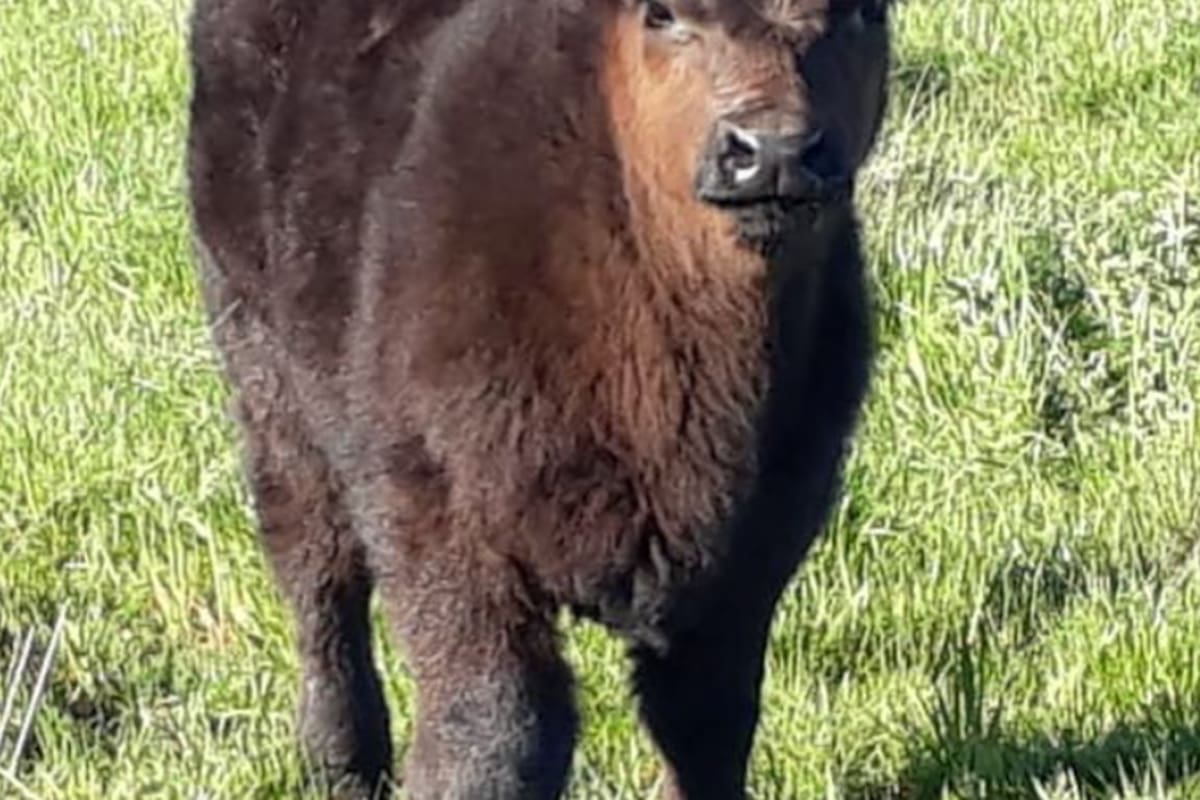 La cabaña es reconocida por su genética