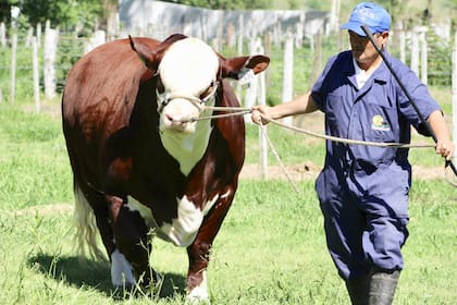 La cabaña La Dominga recibió un nuevo doblete. En 2018 ganó en la Exposición Rural de Palermo con el Gran Campeón y el Reservado Gran Campeón Macho de la raza