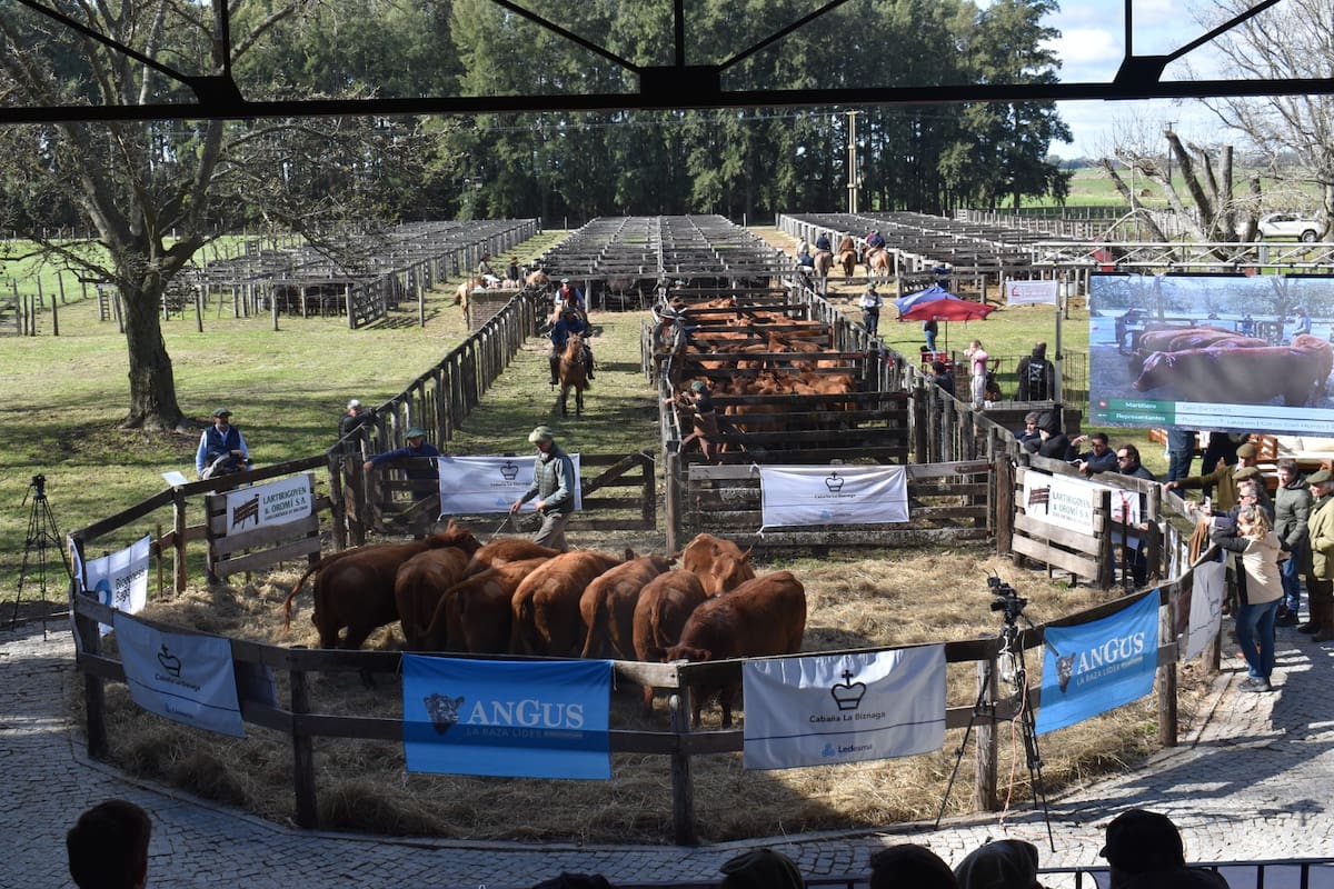 La cabaña remató animales Angus