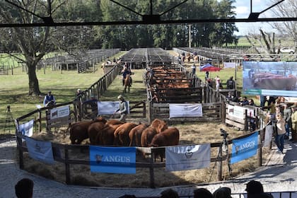 La cabaña remató animales Angus