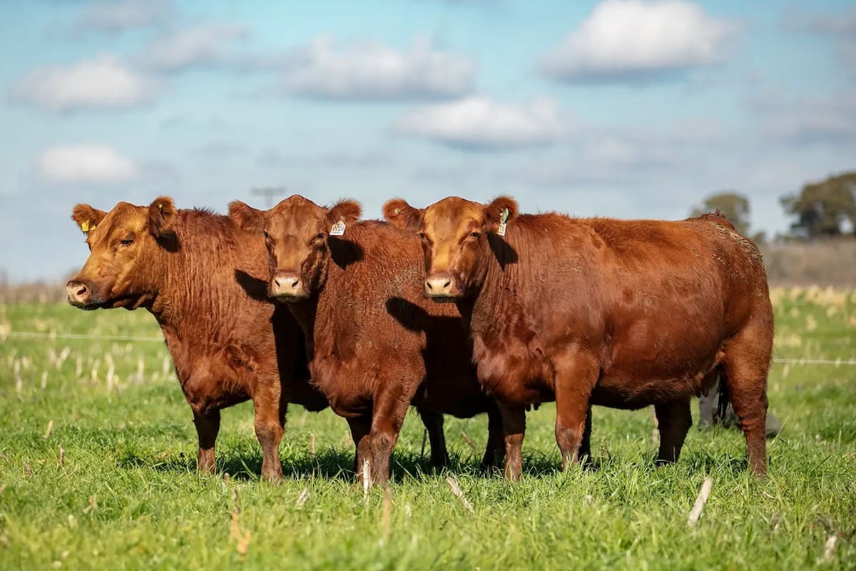 La cabaña trabaja con la raza Angus