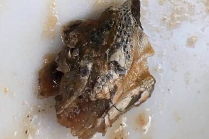 La cabeza de la iguana era del tamaño de una uña