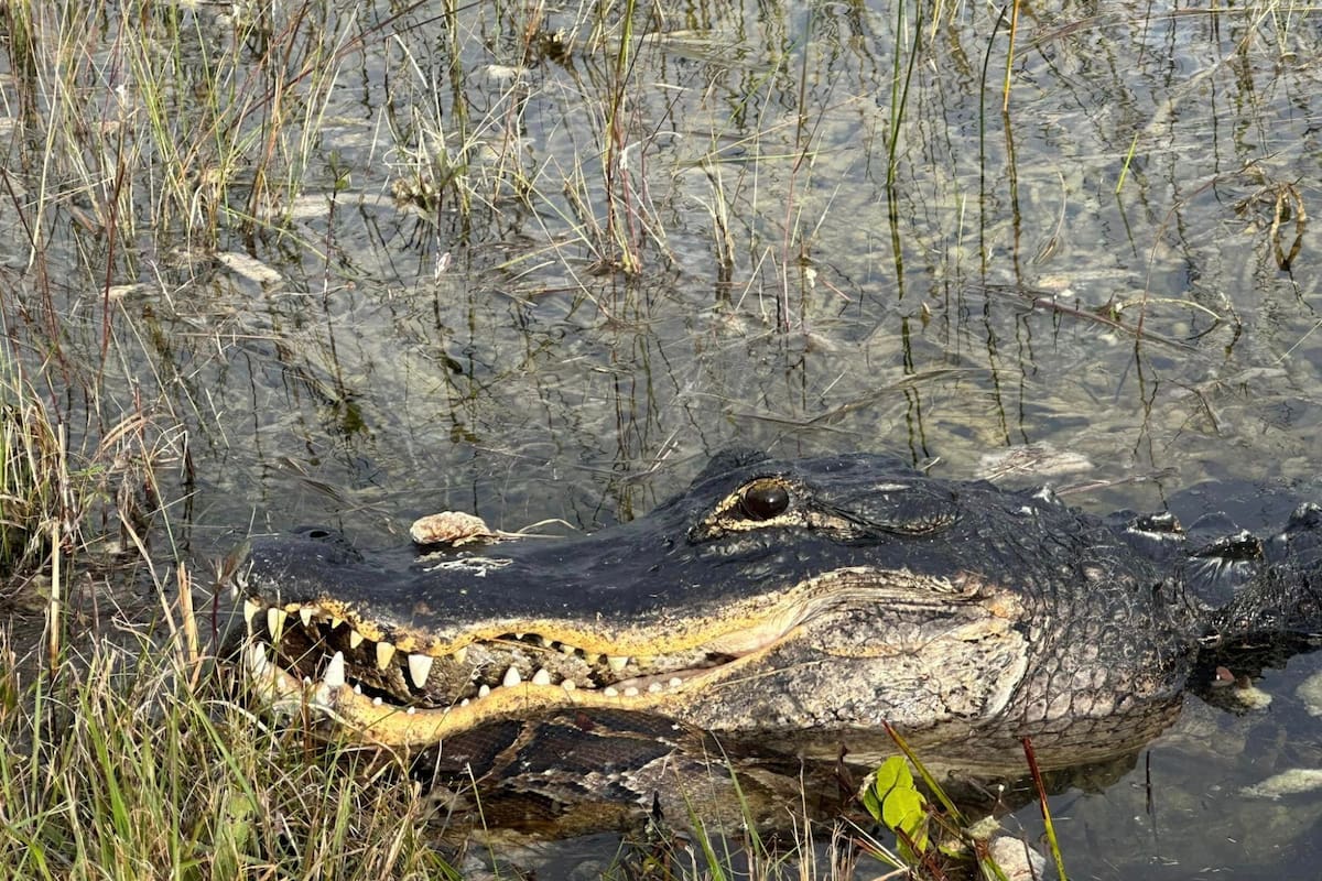 La cabeza de la pitón estaba dentro de la boca del cocodrilo