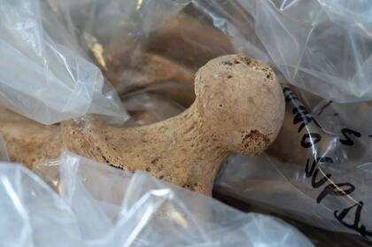 La cabeza de un fémur en uno de los esqueletos hallados en las excavaciones