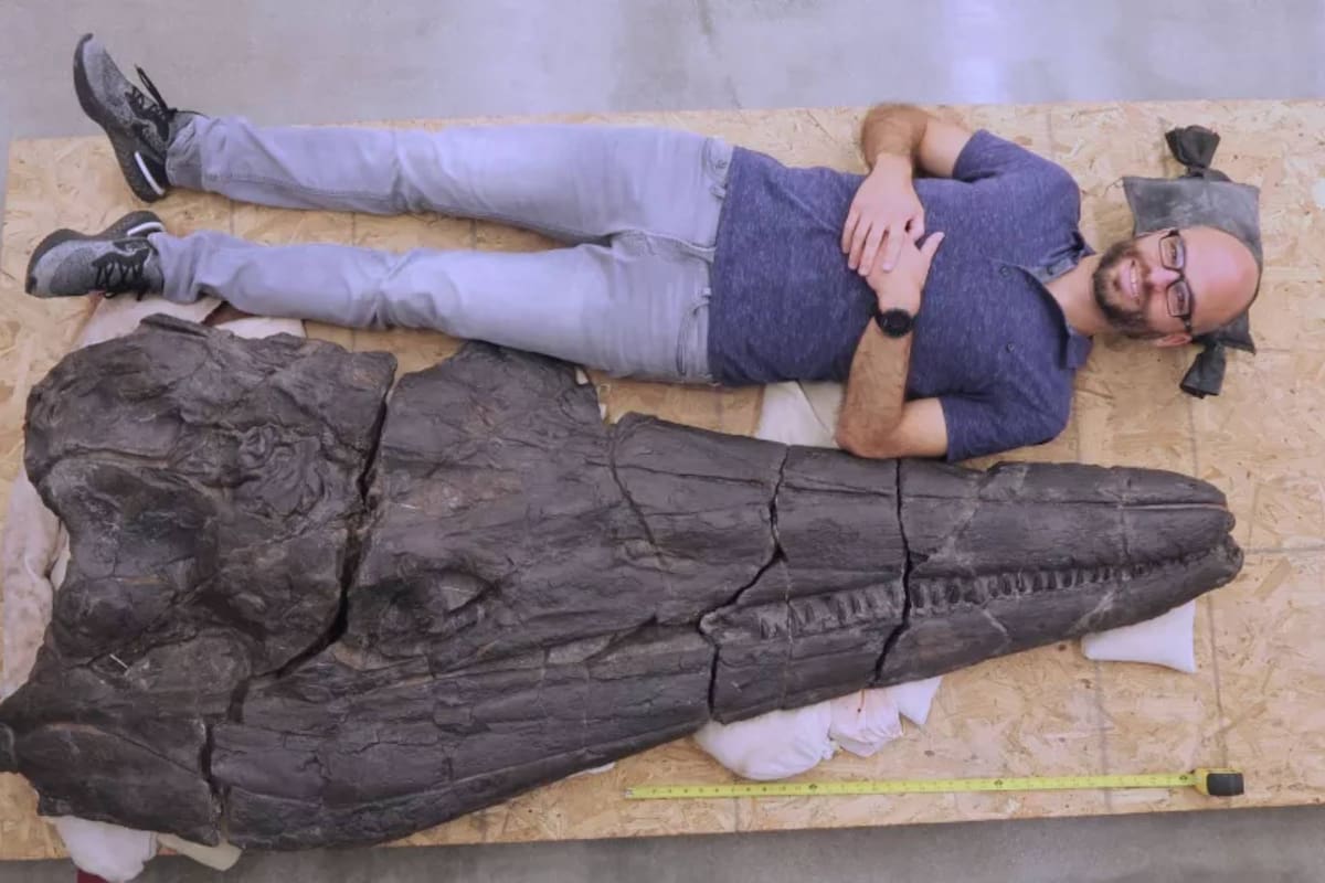 La cabeza del antiguo reptil medía dos metros de largo