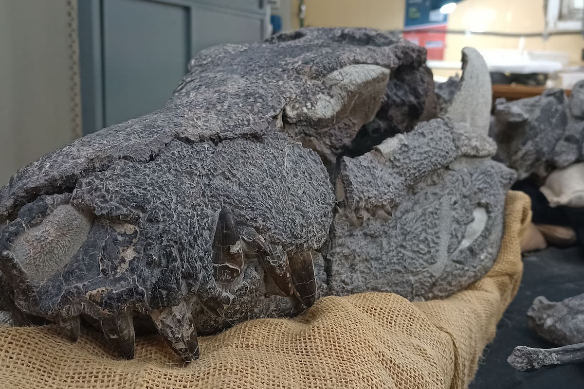 La cabeza fosilizada del cocodrilo descubierto en Estancia Anita, Santa Cruz por el equipo de cientificos.