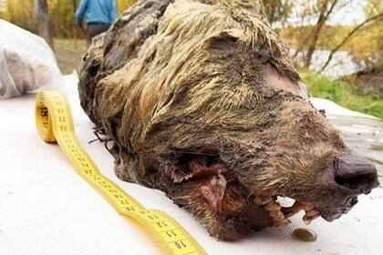 La cabeza tiene 40 cm de largo y es mucho más grande que la de un lobo actual