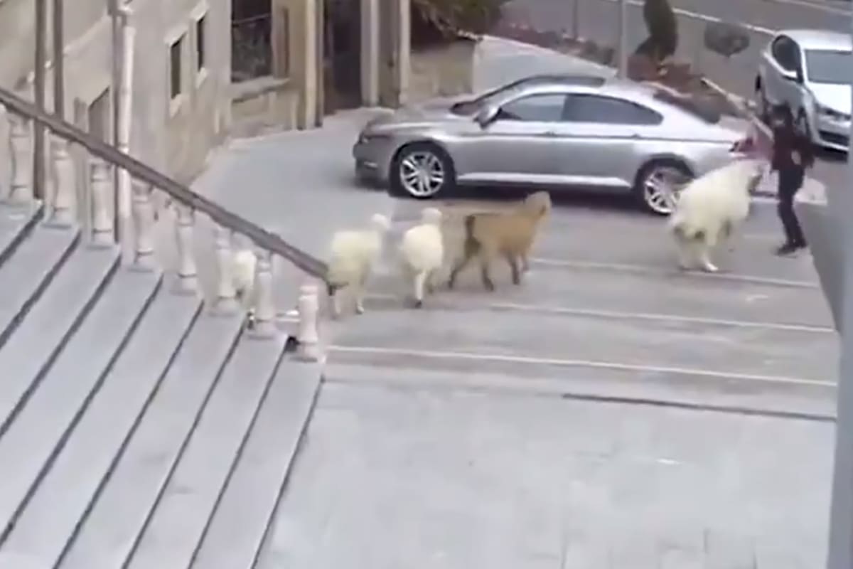 La cabra, la oveja y los cordenos en plean acción en Nevsehir