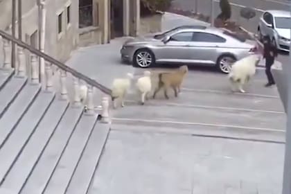 La cabra, la oveja y los cordenos en plean acción en Nevsehir