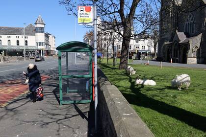 La cabras pasean por las calles de Llandudno al norte de Gales