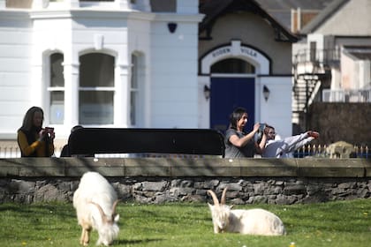 La cabras pasean por las calles de Llandudno al norte de Gales