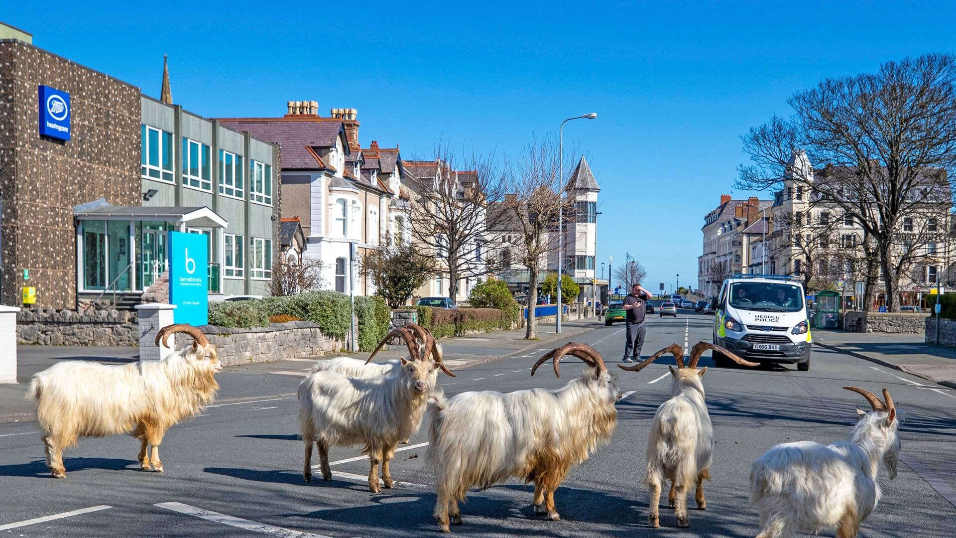 Los caprinos aprovechan el aislamiento hogareño de los residentes para pastorear en Llandudno