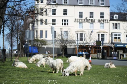 La cabras pasean por las calles de Llandudno al norte de Gales