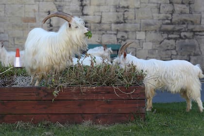 La cabras pasean por las calles de Llandudno al norte de Gales