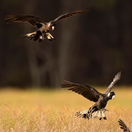 La cacatúa negra de Carnaby es otra especie que apenas sobrevive en el suroeste de Australia