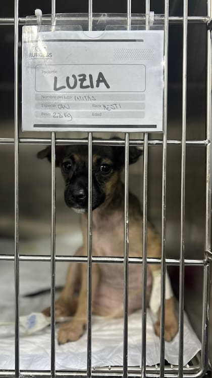 La cachorra atravesó un severo cuadro de sarna tras ser rescatada (Foto: Instagram @patitasalrescate)