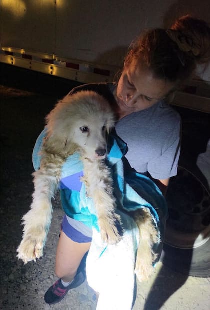 La cachorra fue rescatada de un estanque ubicado en un desguace de Texas (Foto: ThisIsHouston)