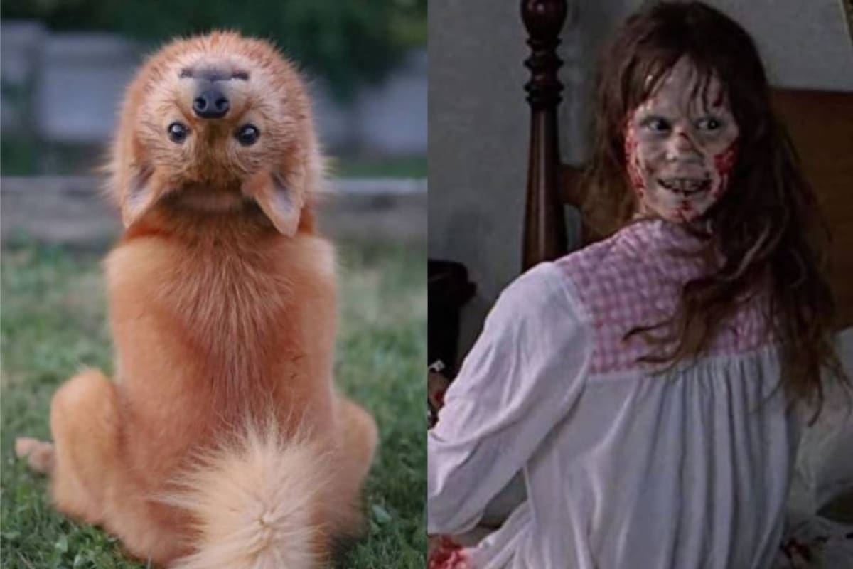 La cachorra se llama Kiko y cuando su dueña le dice la palabra "demonio" ella tuerce su cabeza como lo hacía Linda Blair en la emblemática película de terror