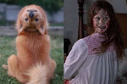 La cachorra se llama Kiko y cuando su dueña le dice la palabra "demonio" ella tuerce su cabeza como lo hacía Linda Blair en la emblemática película de terror