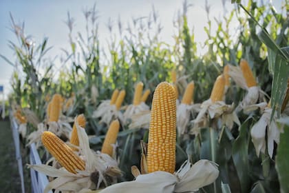 La cadena del maíz tiene nuevos desafíos