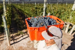 La cadena vitivinícola equivale al 0,4% del PBI,