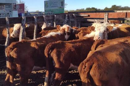 La caída de los precios de la “vaca china” afecta a los productores. Foto Gentileza Nicasio Tito
