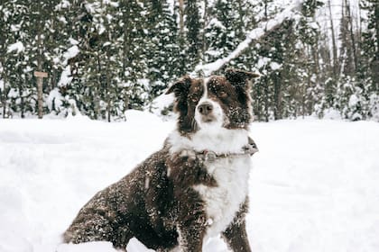 La caída de nieve suele registrarse particularmente en zonas altas de los estados del norte de Estados Unidos
