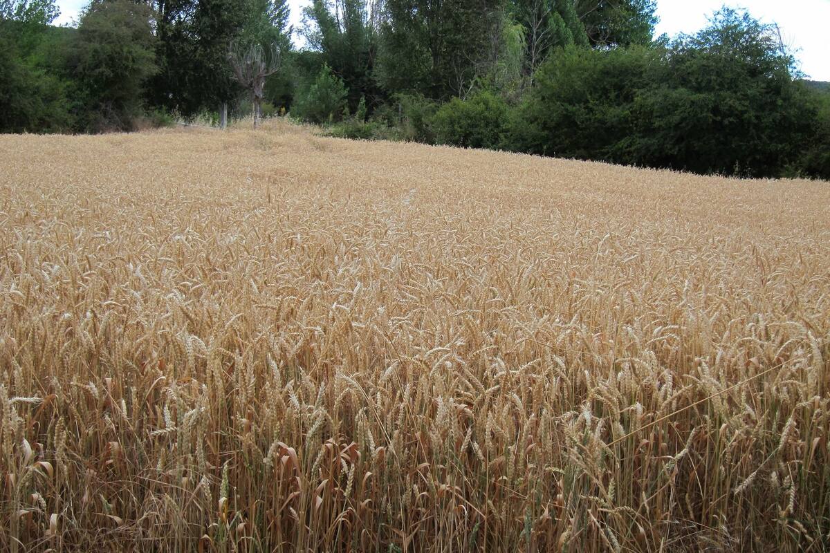 La caída de US$1631 millones de dólares se debió principalmente a menores ventas de trigo y morcajo, excluidos trigo duro y para siembra (-463 millones de dólares)