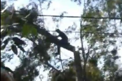 Hombre cayó de más de 10 metros de altura mientras podaba un árbol 